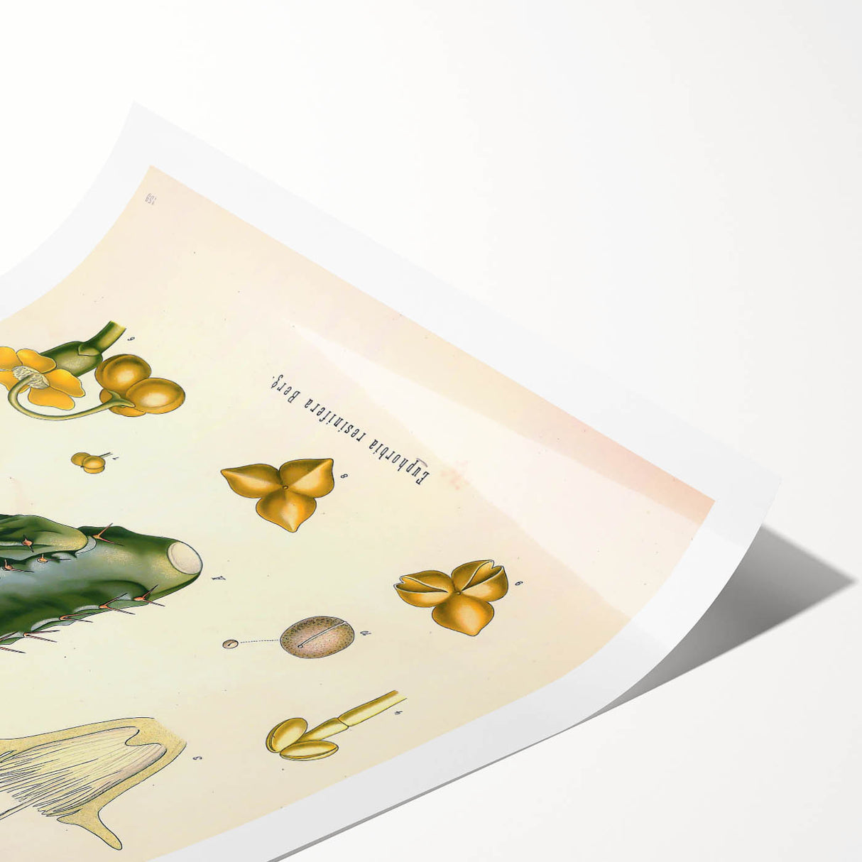 Vintage Botanical Illustration of Cactus Flower Art Print
