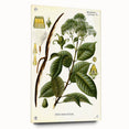 Vintage Botanical Illustration of Urceola Elastica Art Print