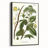 Vintage Botanical Illustration of Urceola Elastica Art Print
