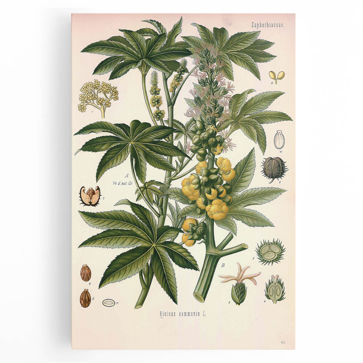 Vintage Botanical Illustration of Ricinus Communis Art Print