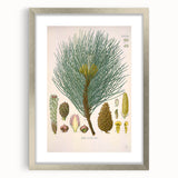 Vintage Botanical Illustration of Pinus Laricio Art Print