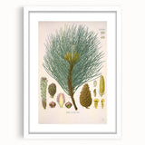 Vintage Botanical Illustration of Pinus Laricio Art Print