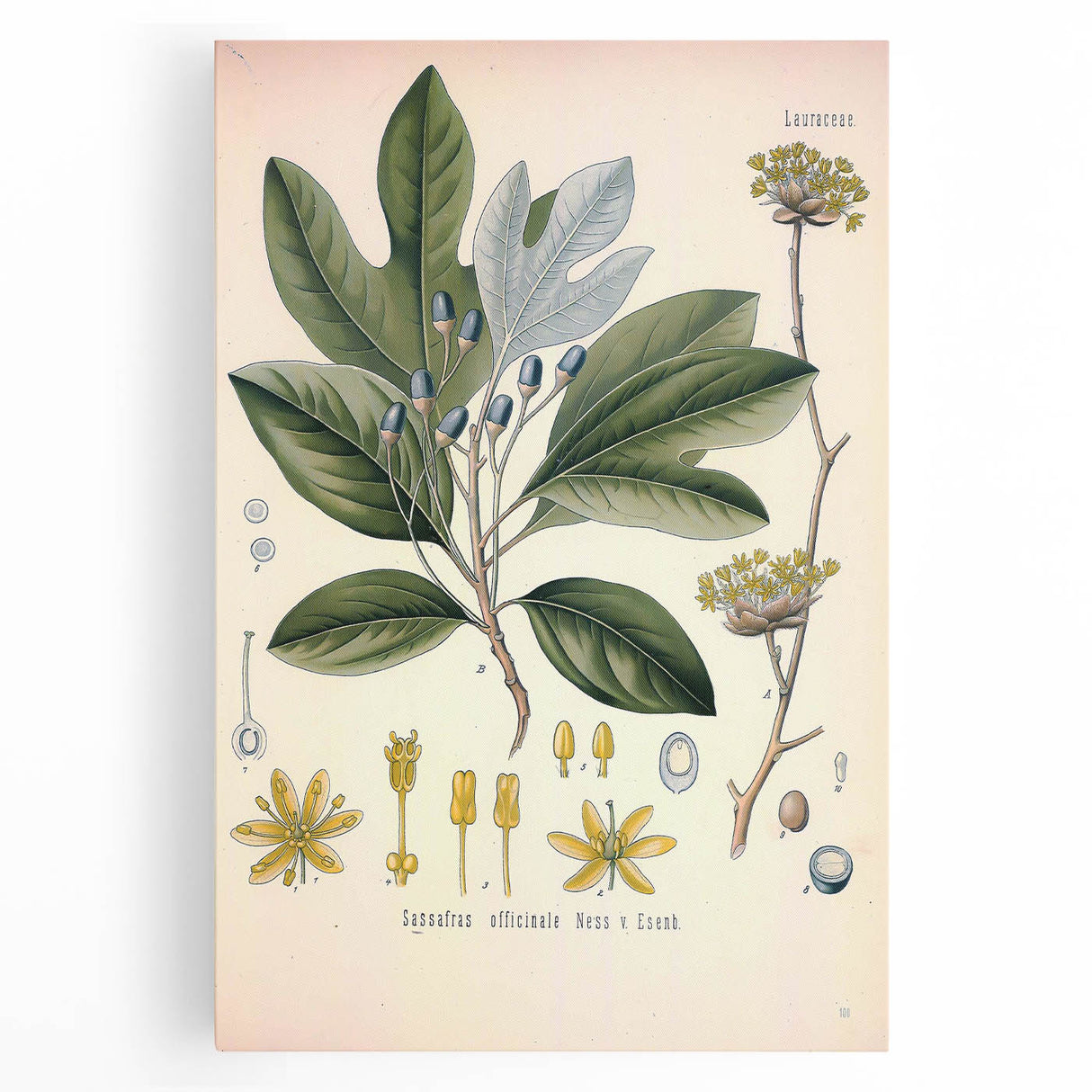 Vintage Botanical Wall Art - Sassafras Officinale Plant Illustration