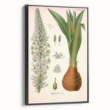 Vintage Botanical Illustration of Urginea Scilla Art Print