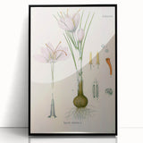 Vintage Botanical Illustration of Crocus sativus Art Print