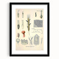 Vintage Botanical Illustration of Claviceps purpurea Art Print