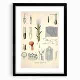 Vintage Botanical Illustration of Claviceps purpurea Art Print