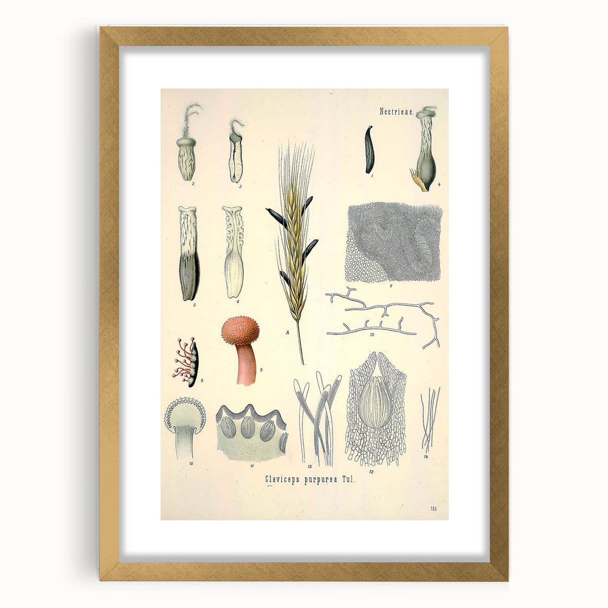 Vintage Botanical Illustration of Claviceps purpurea Art Print