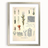 Vintage Botanical Illustration of Claviceps purpurea Art Print