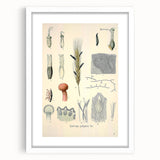 Vintage Botanical Illustration of Claviceps purpurea Art Print