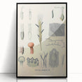 Vintage Botanical Illustration of Claviceps purpurea Art Print
