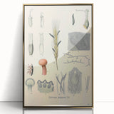 Vintage Botanical Illustration of Claviceps purpurea Art Print