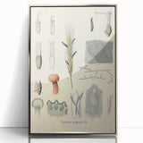 Vintage Botanical Illustration of Claviceps purpurea Art Print