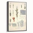 Vintage Botanical Illustration of Claviceps purpurea Art Print