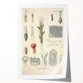 Vintage Botanical Illustration of Claviceps purpurea Art Print