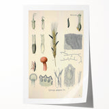 Vintage Botanical Illustration of Claviceps purpurea Art Print