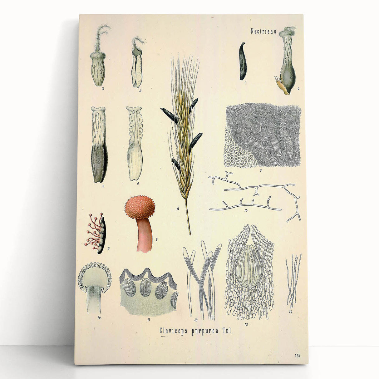 Vintage Botanical Illustration of Claviceps purpurea Art Print
