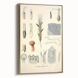 Vintage Botanical Illustration of Claviceps purpurea Art Print