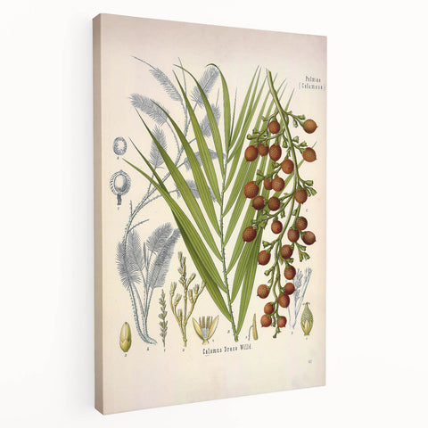 Vintage Botanical Illustration of Calamus draco Art Print