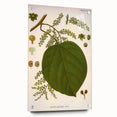 Vintage Botanical Illustration of Anamirta paniculata Art Print