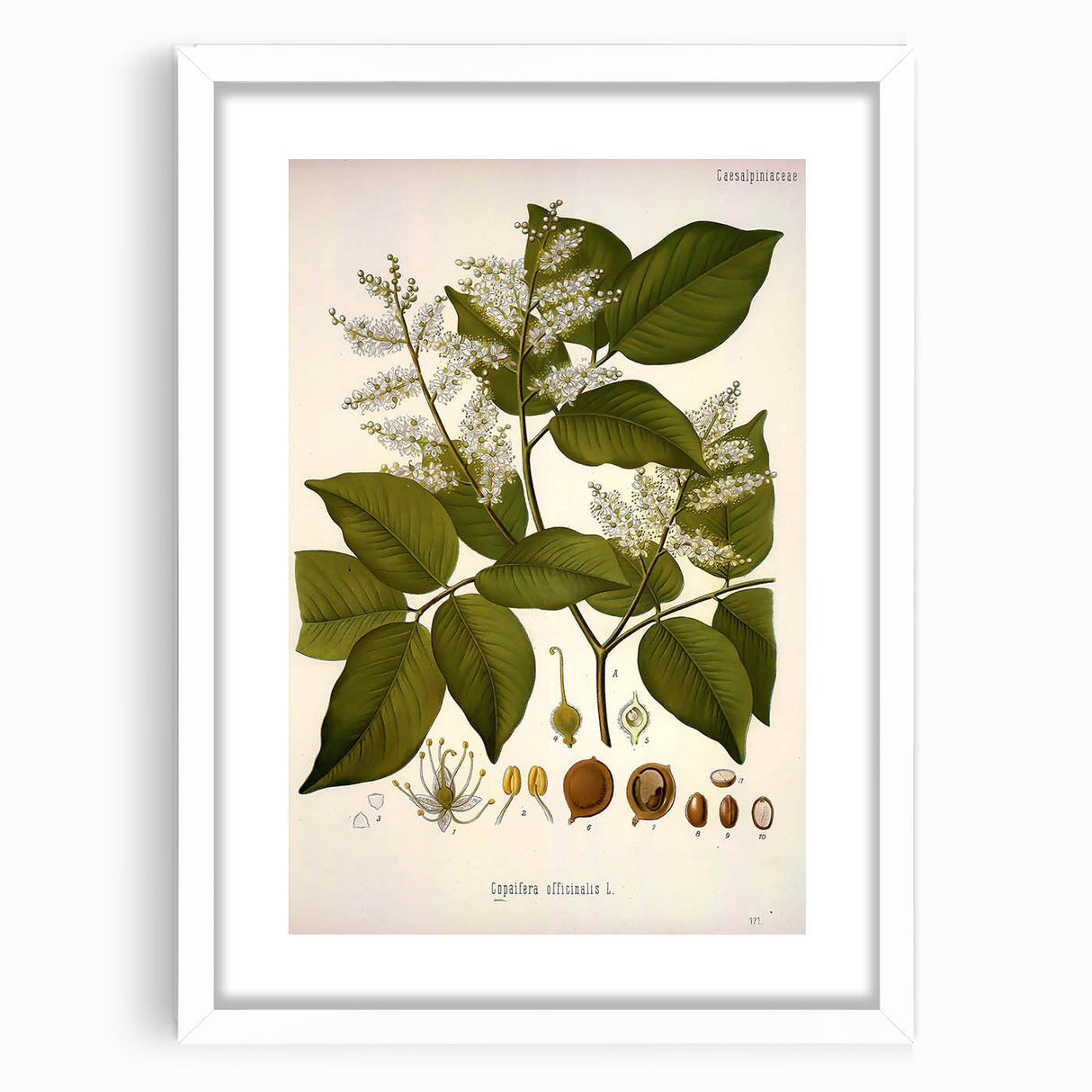 Vintage Botanical Print - Copaifera Officinalis Flower Illustration