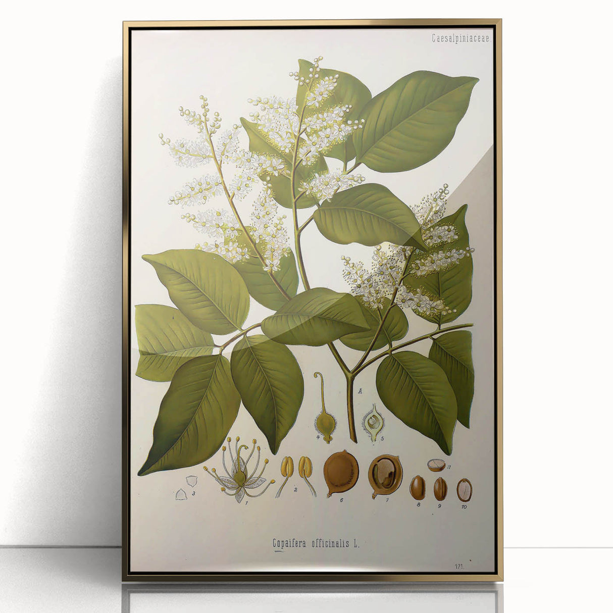 Vintage Botanical Print - Copaifera Officinalis Flower Illustration