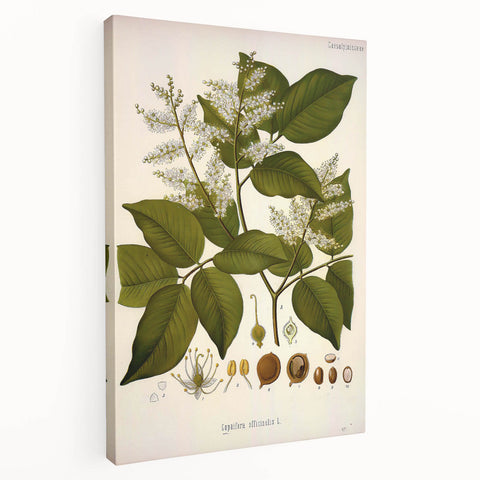 Vintage Botanical Print - Copaifera Officinalis Flower Illustration