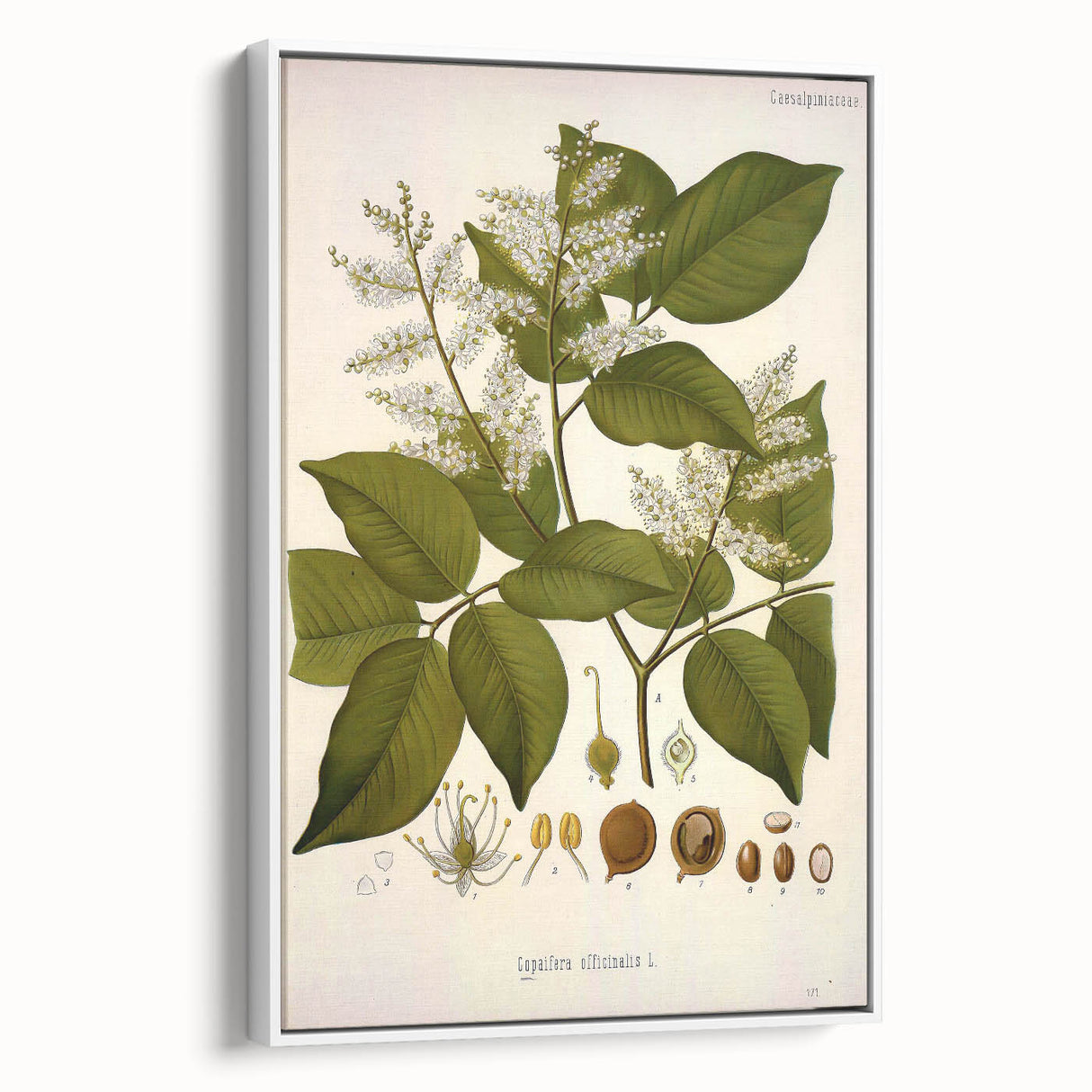 Vintage Botanical Print - Copaifera Officinalis Flower Illustration
