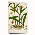 Vintage Botanical Art Print - Zingiber Officinale Ginger Plant