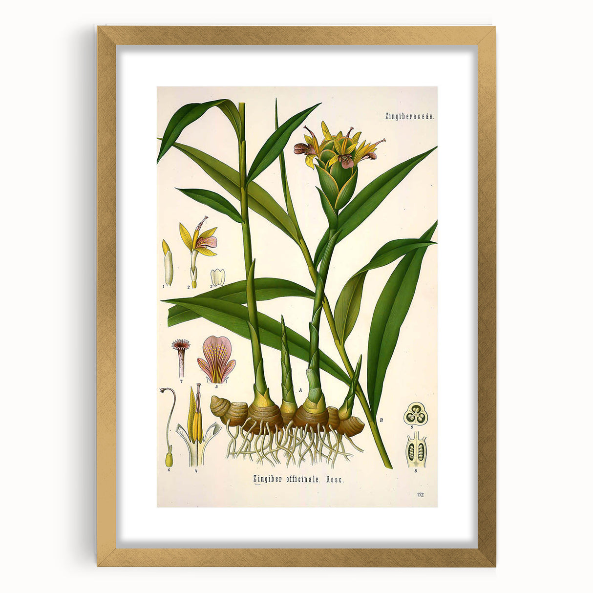 Vintage Botanical Art Print - Zingiber Officinale Ginger Plant
