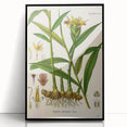 Vintage Botanical Art Print - Zingiber Officinale Ginger Plant