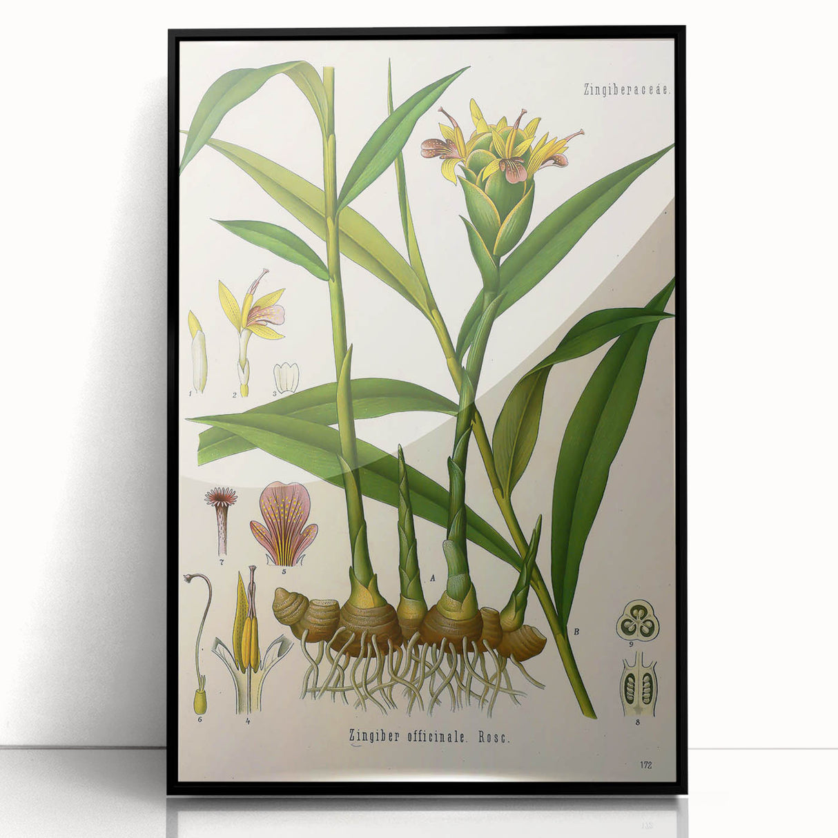 Vintage Botanical Art Print - Zingiber Officinale Ginger Plant