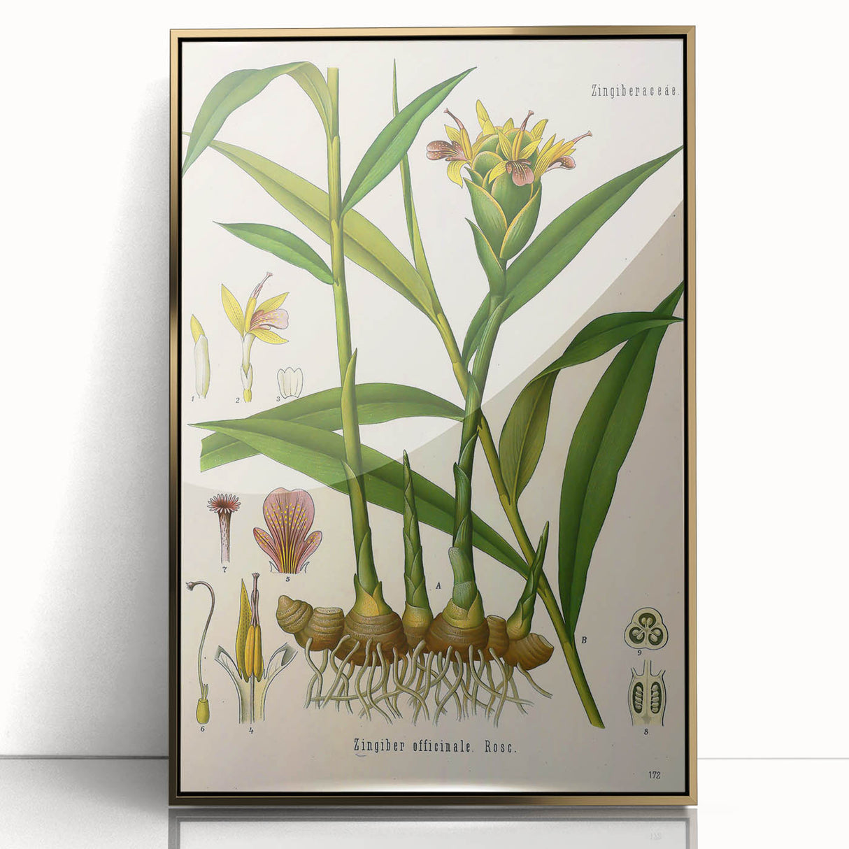 Vintage Botanical Art Print - Zingiber Officinale Ginger Plant