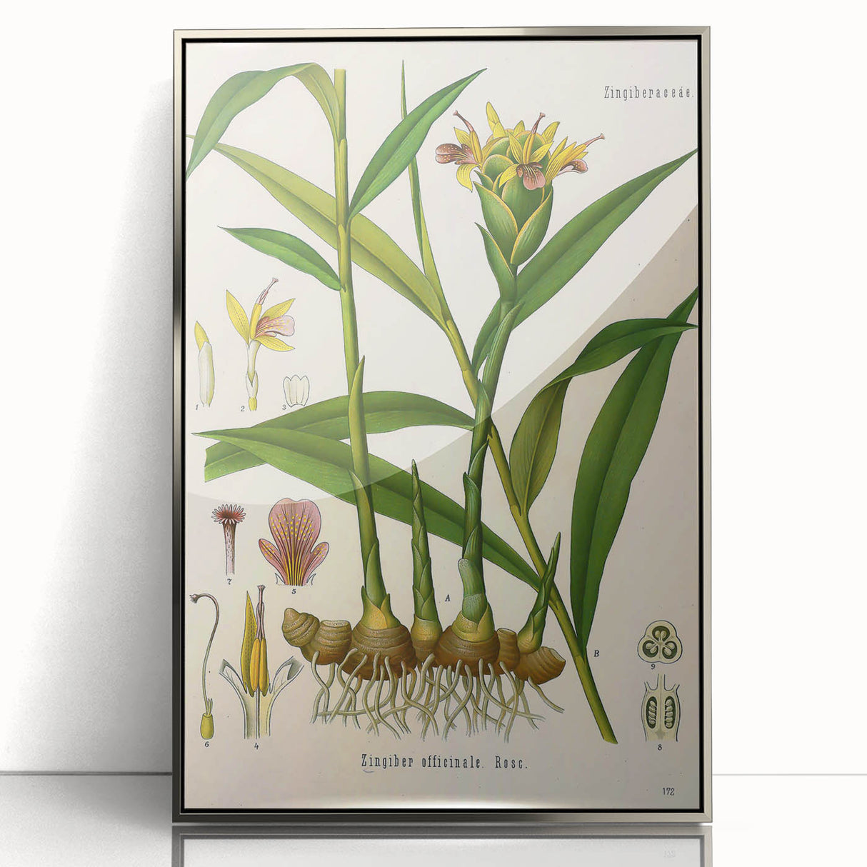 Vintage Botanical Art Print - Zingiber Officinale Ginger Plant