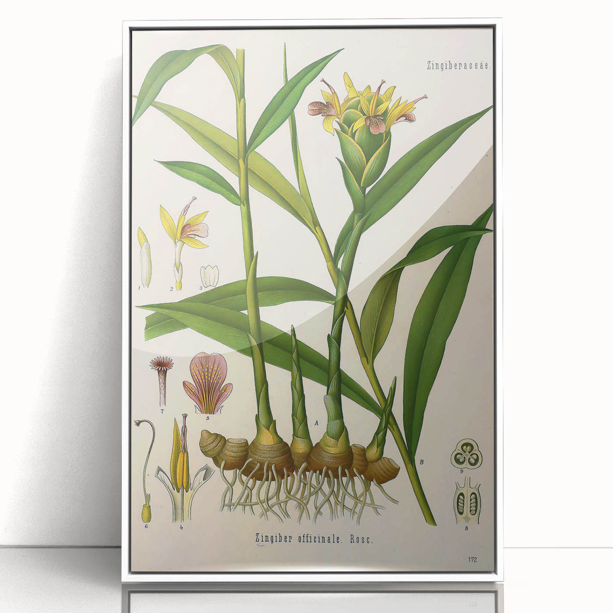 Vintage Botanical Art Print - Zingiber Officinale Ginger Plant