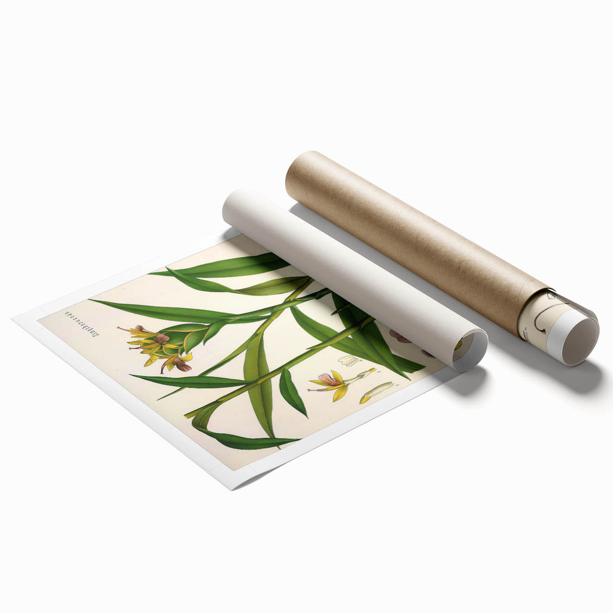 Vintage Botanical Art Print - Zingiber Officinale Ginger Plant