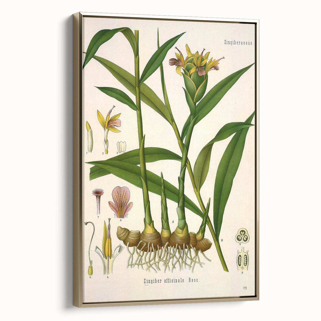 Vintage Botanical Art Print - Zingiber Officinale Ginger Plant