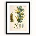 Vintage Botanical Art Print - Acacia Senegal Yellow Flower Illustration
