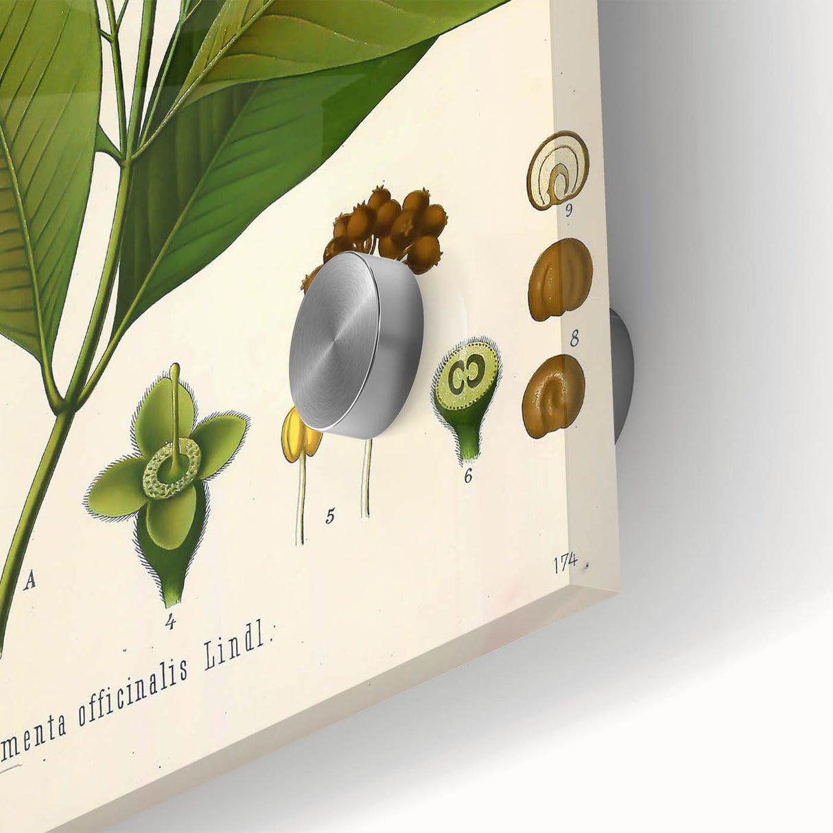 Vintage Botanical Art Print - Pimenta Officinalis Flower Illustration