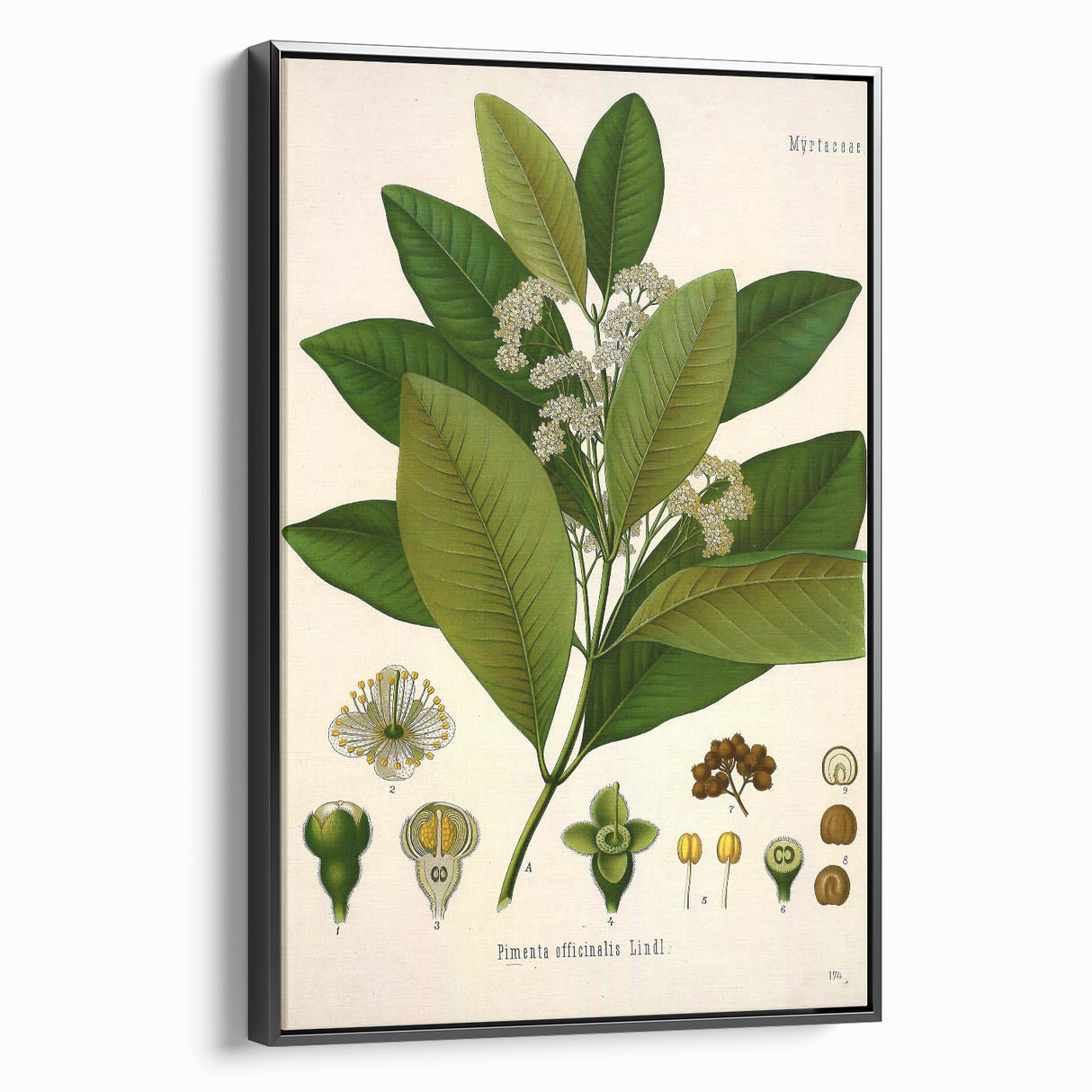 Vintage Botanical Art Print - Pimenta Officinalis Flower Illustration