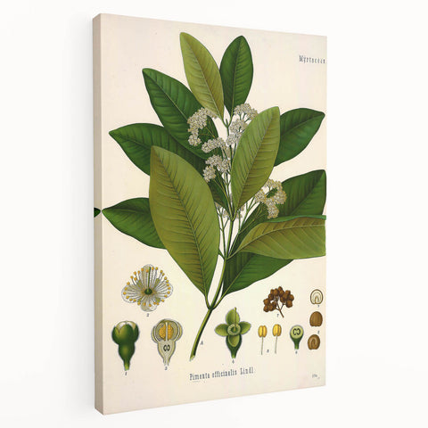 Vintage Botanical Art Print - Pimenta Officinalis Flower Illustration
