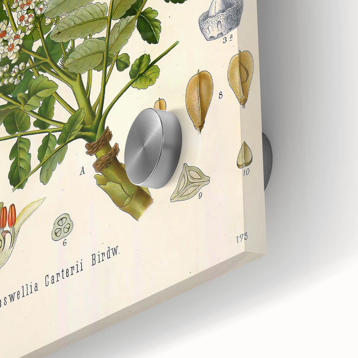 Vintage Botanical Art Print - Boswellia Carterii Flower Illustration