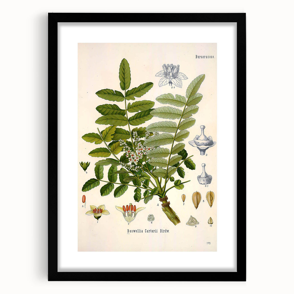 Vintage Botanical Art Print - Boswellia Carterii Flower Illustration
