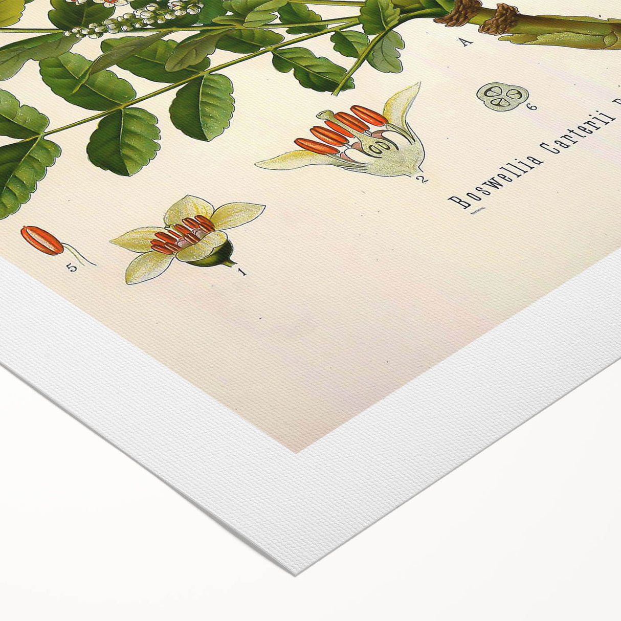 Vintage Botanical Art Print - Boswellia Carterii Flower Illustration