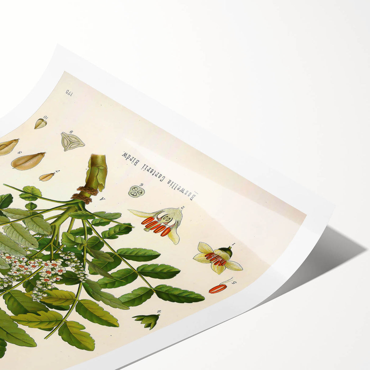 Vintage Botanical Art Print - Boswellia Carterii Flower Illustration
