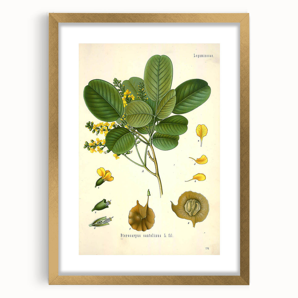 Vintage Botanical Print - Pterocarpus Santalinus Flower Illustration