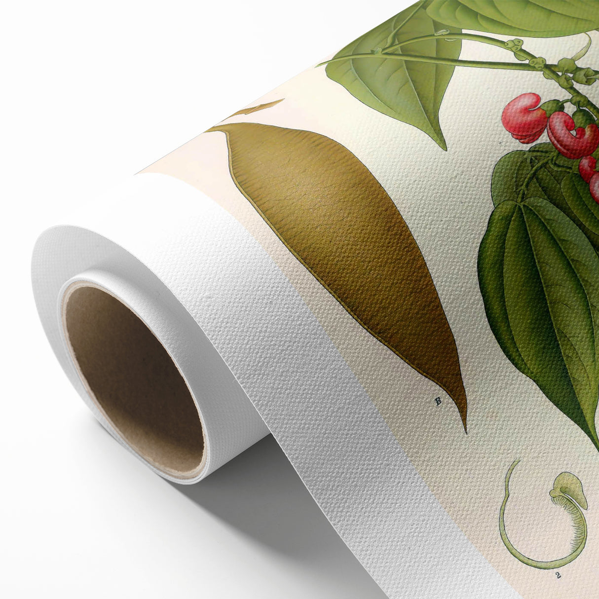 Botanical Art Prints - Vintage Botanical Illustration Art