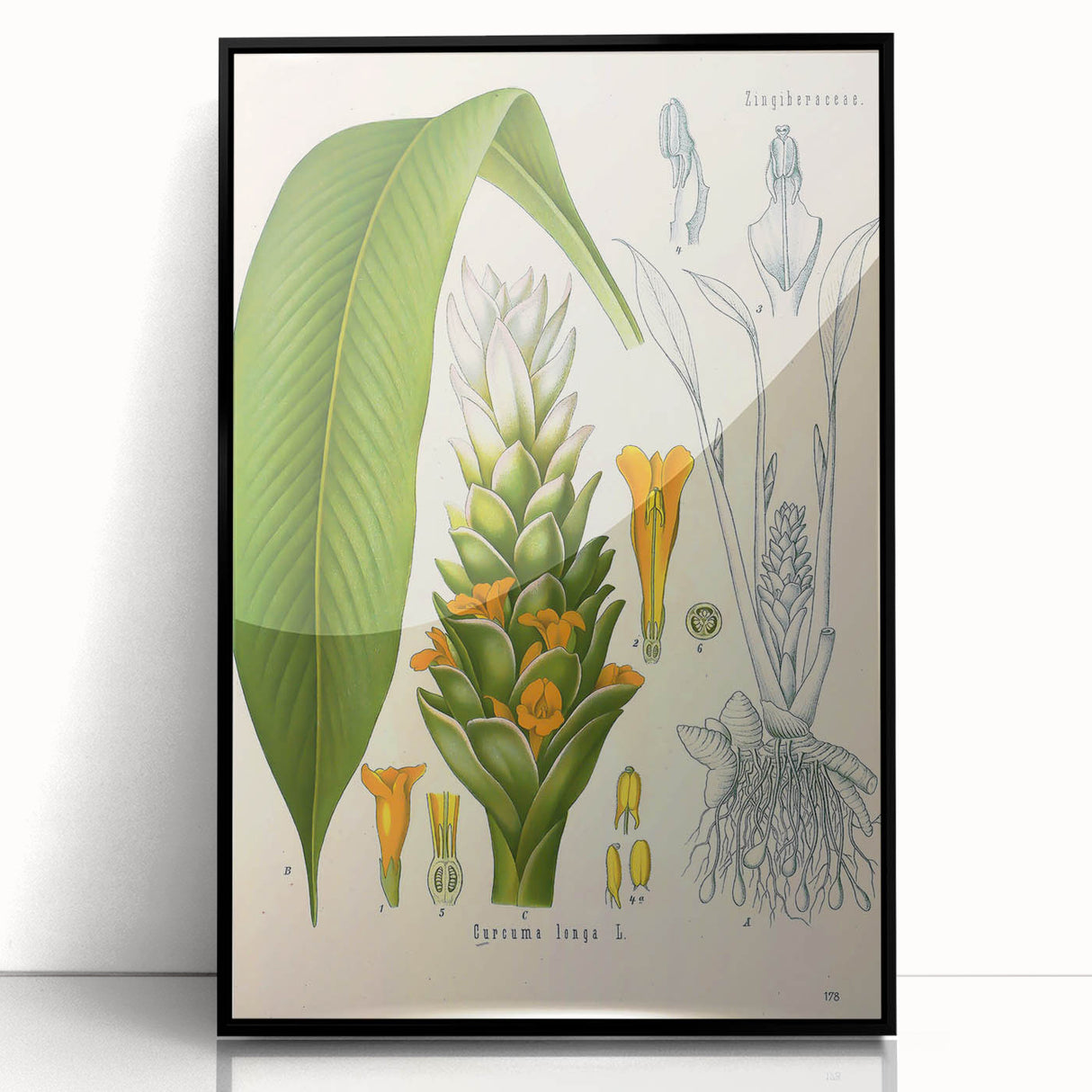 Botanical Art Prints - Vintage Curcuma Longa Illustration Art