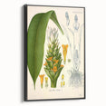 Botanical Art Prints - Vintage Curcuma Longa Illustration Art