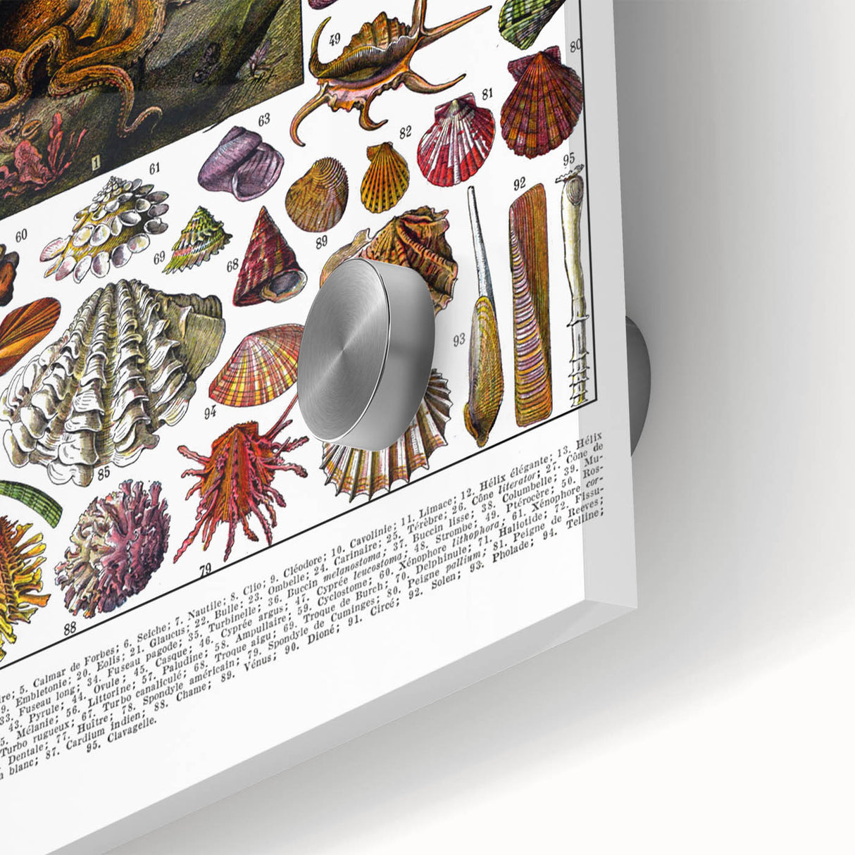 Vintage Mollusques Illustration - Nature Elements Wall Art Print